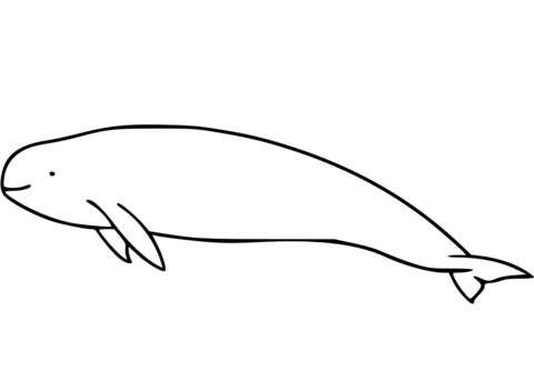 Finless Porpoise Coloring Page